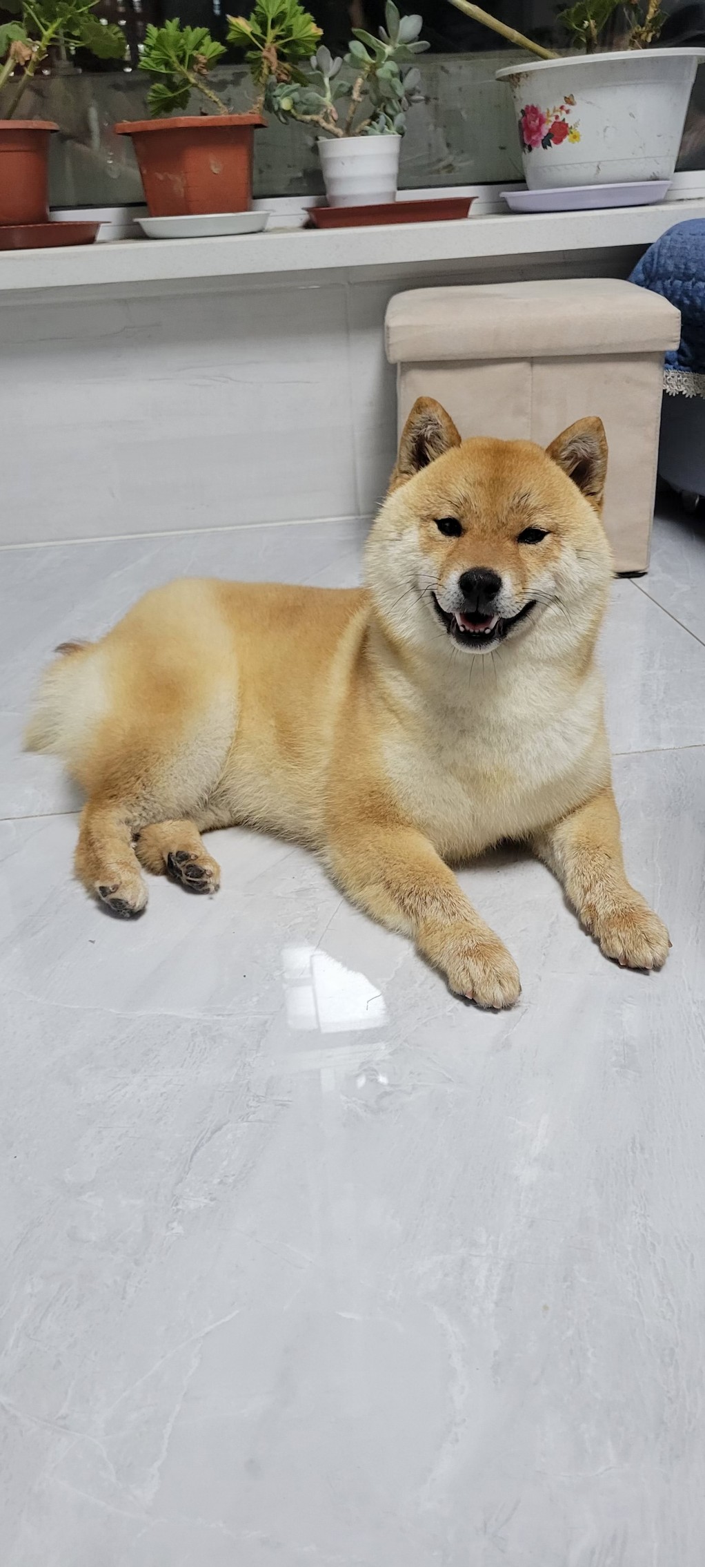 自家繁育精品柴犬，健康保障。